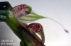Bulbophyllum antenniferum  (09)